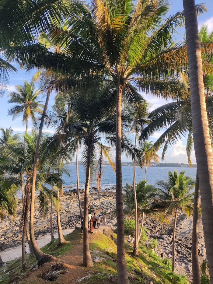 Palm trees with rocky shoreline and ocean view, Andaman Islands.